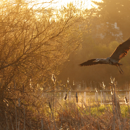 Sunrise Heron