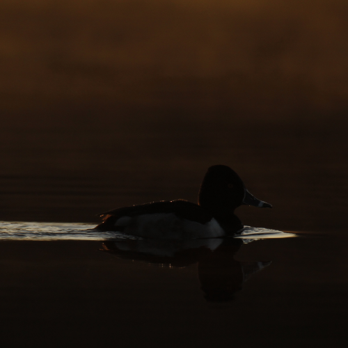 Shady Duck