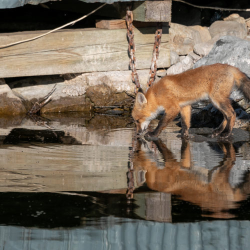 Reflection Urban Fox Kit-2972