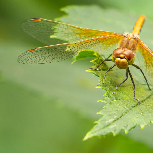 Dragonfly Wings