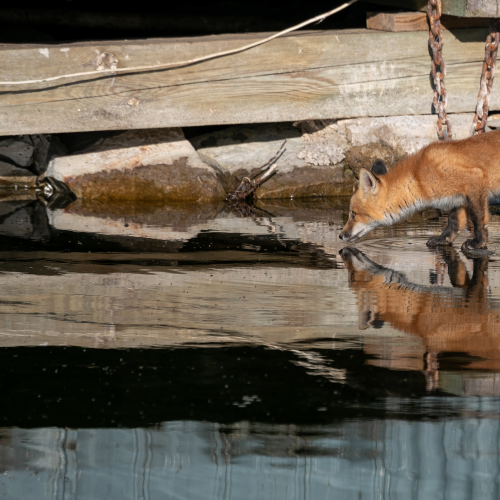 Reflection Urban Fox Kit-2974