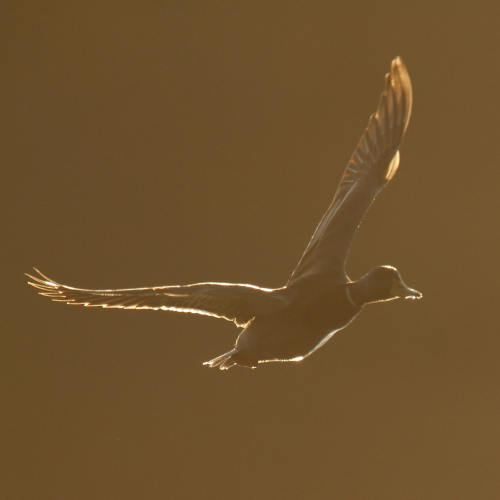 Lit Mallard