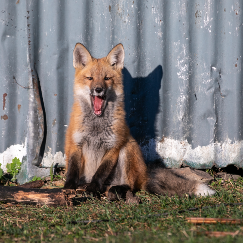 YAWN!!!