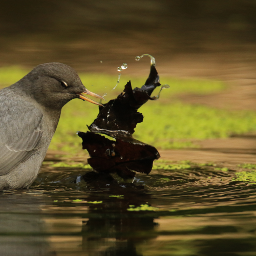 Flipping Dipper