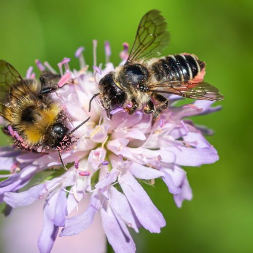 Double Pollination