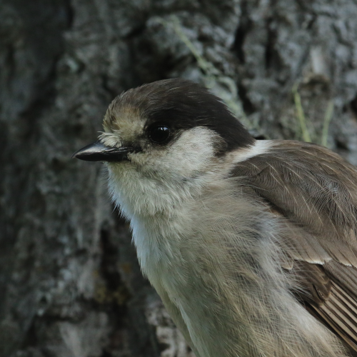 Canada Jay Portrait