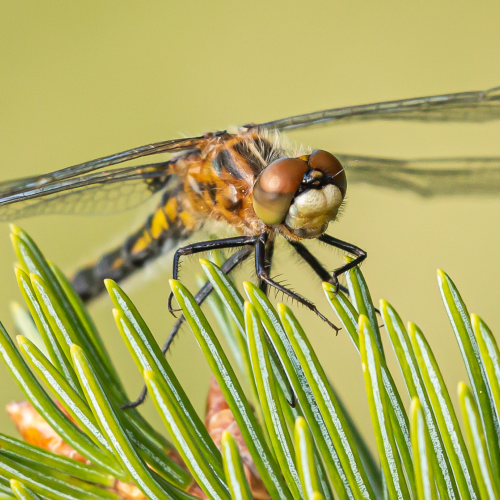Dragonfly on Spruce Needles