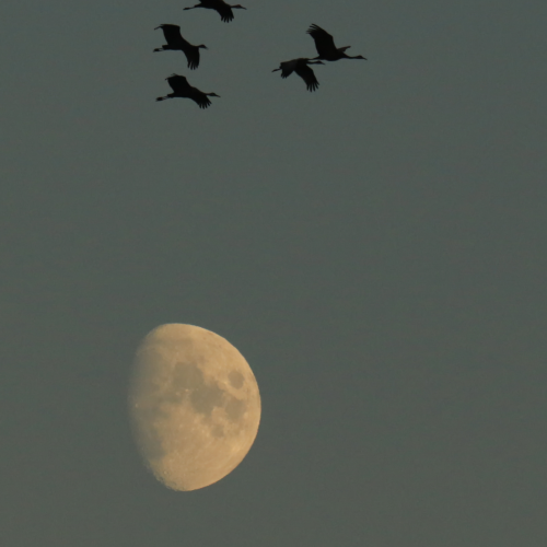Cranes Over The Moon