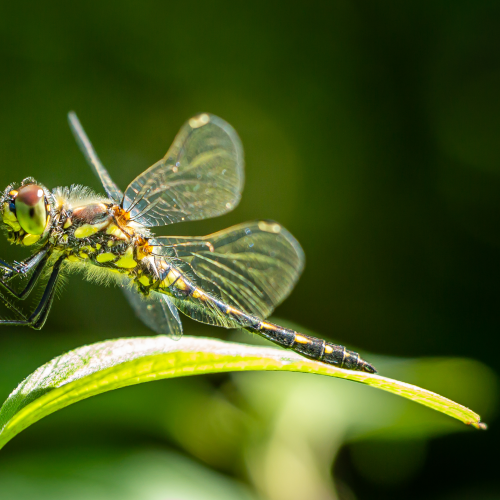 Dragonfly Profile