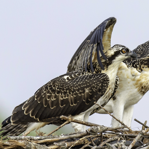 Osprey Siblings