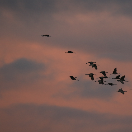 Colourful Cranes