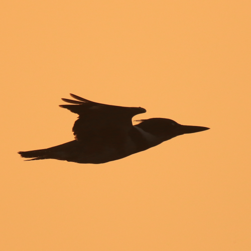 Kingfisher Silhouette