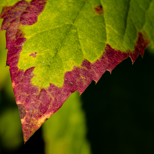 Fall Tipped Leaf