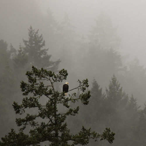 Eagle's Territory