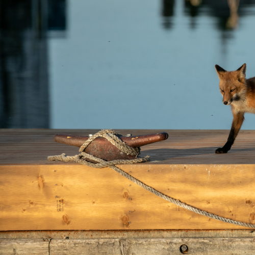 Fox kit -6860