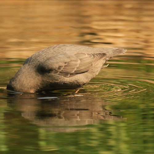 Dipper Dipping