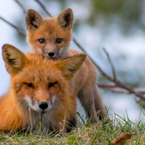 Safe with Mom