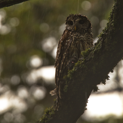 Rainy Owl