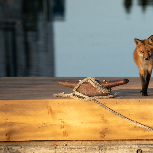 Urban Fox Kit-6861