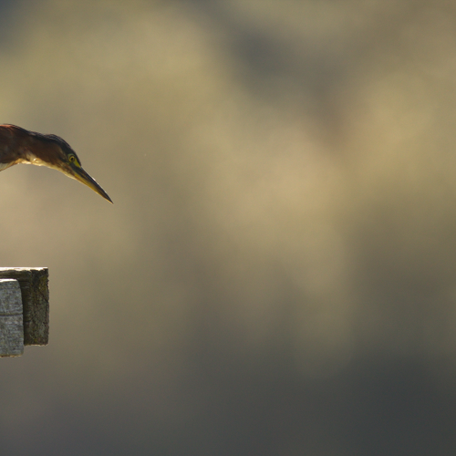 Observing Heron