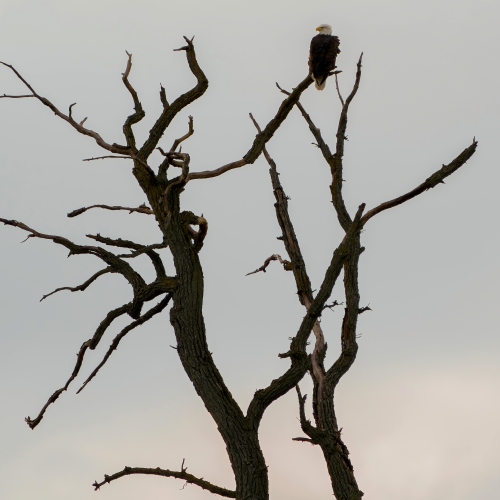Eagle Tree