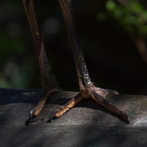 Heron Feet