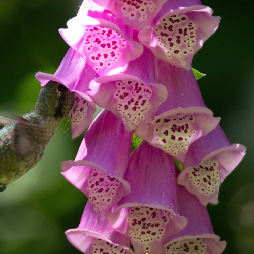 Hummingbird In Foxglove