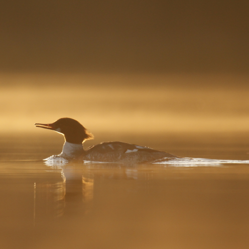 Morning Merganser