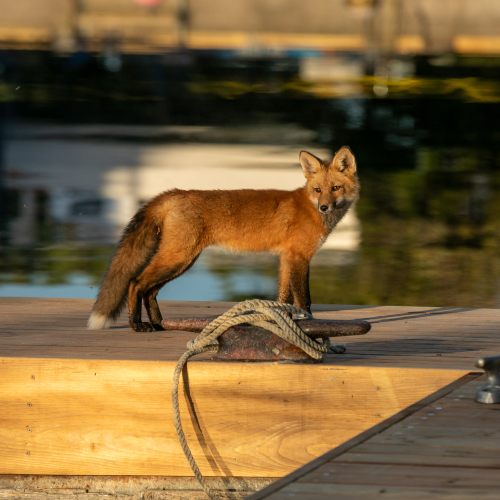 Handsome Fox Kit on the dock