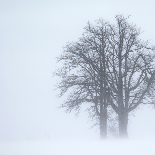 Whiteout