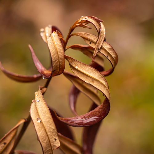 Jewels on Fireweed
