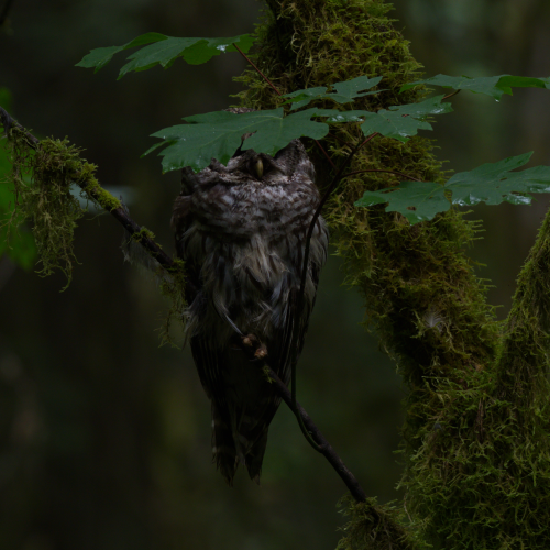 Hiding Owl