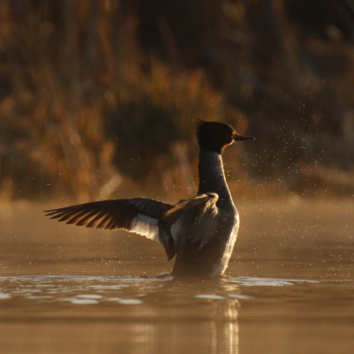 Morning Merganser