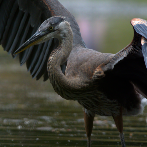 Shading Heron