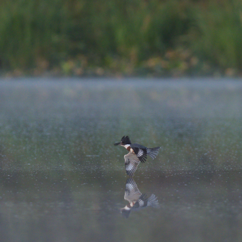Dawn Kingfisher