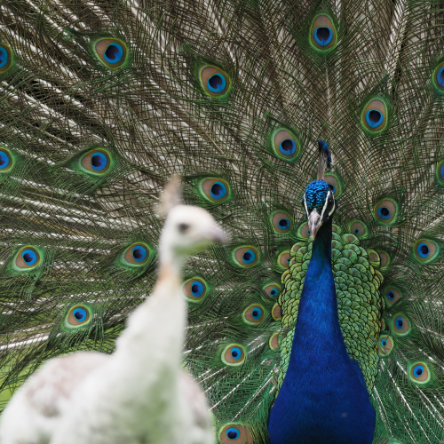 Peafowl Chase