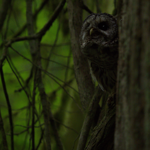Peeking Owl