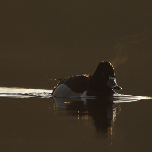 Steamy Scaup