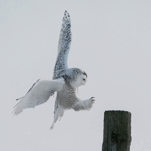 Landing Gear