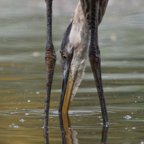 Heron Through The Legs