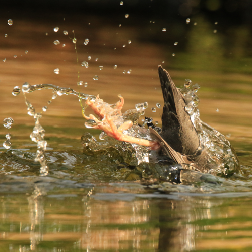 Dipping Dipper