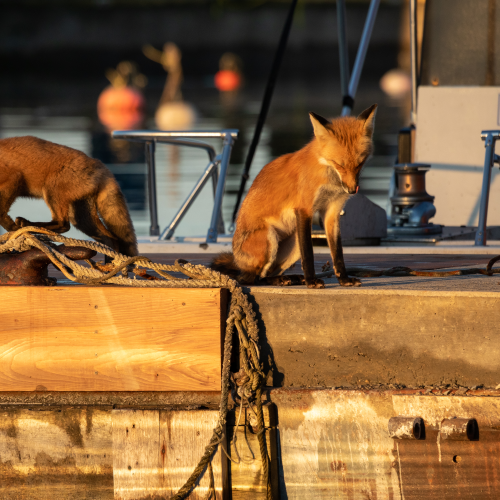 Fox family on the docks