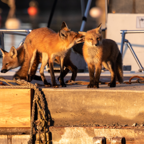 Fox family on the docks