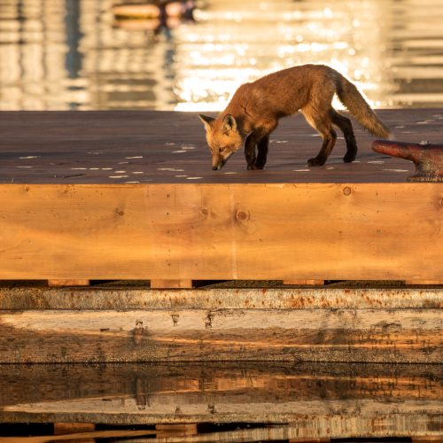 Fox family on the docks