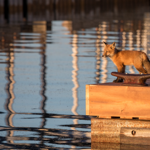Fox family on the docks