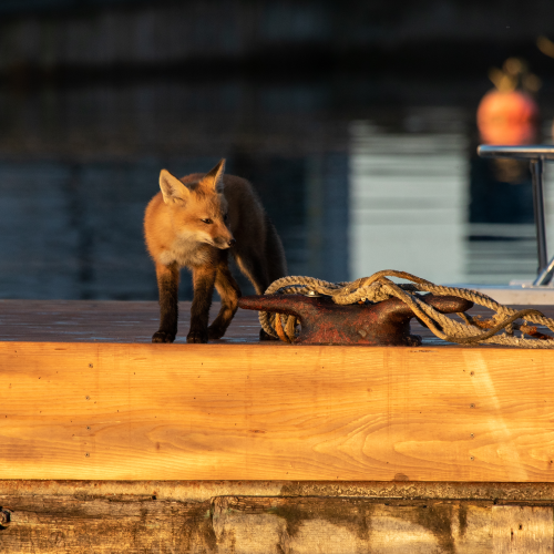 Fox family on the docks