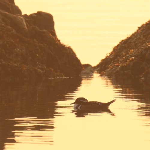 X Marks The Merganser