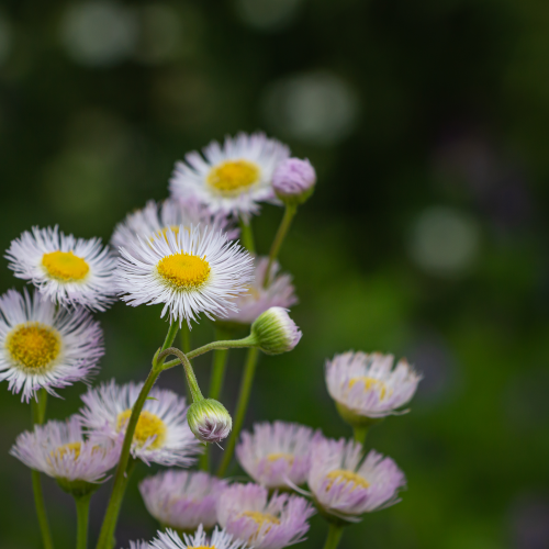 Fleabane