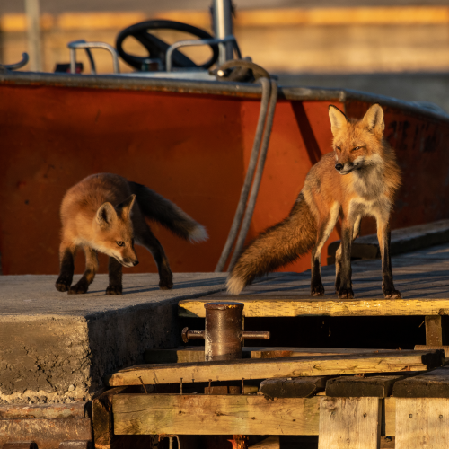 Fox family on the docks
