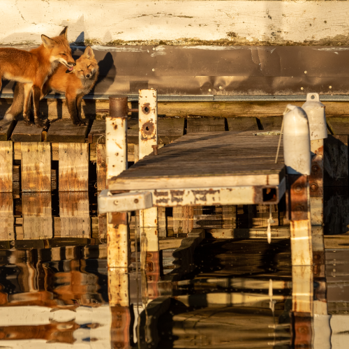 Fox family on the docks